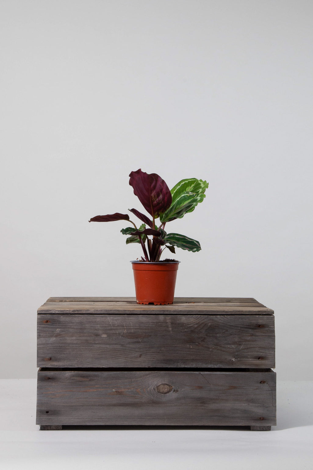 files/IndoorPlants-StudioShots13.11.2023-116.jpg